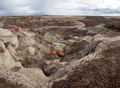 Petrified forest 3