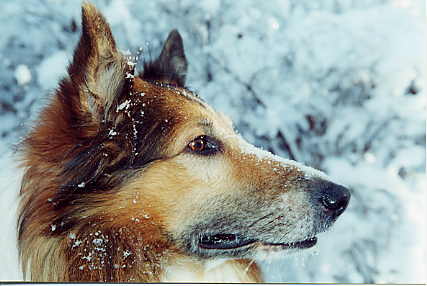  my dog
