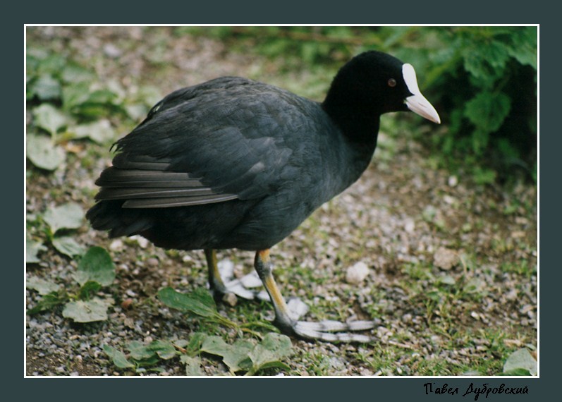   (Fulica atra)