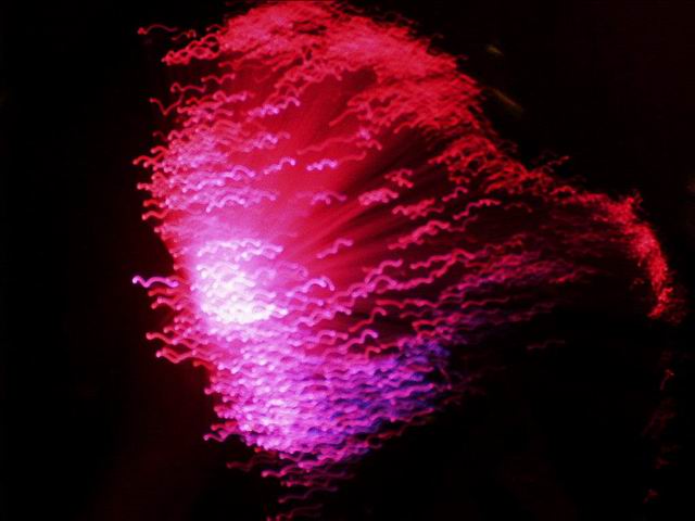  Flash in the Night