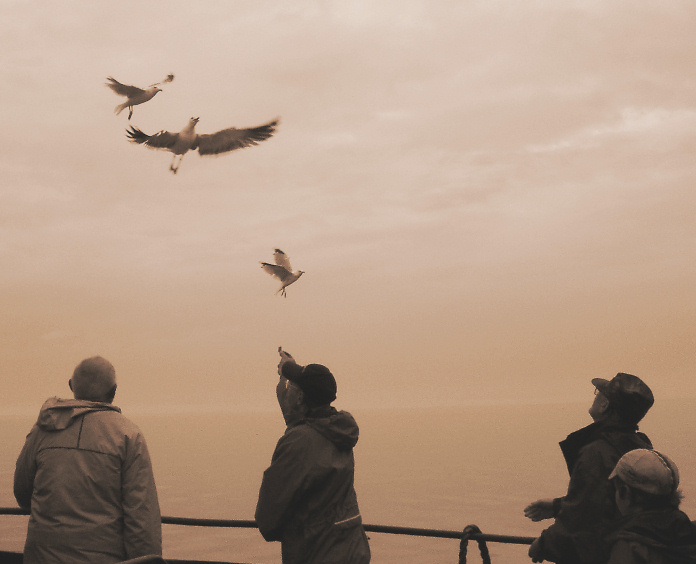  Feeding birds