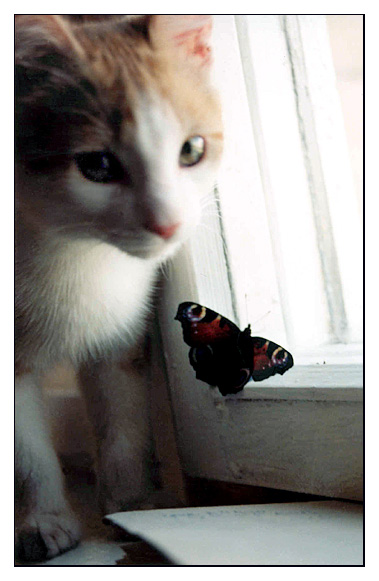  Koshka i Babochka II