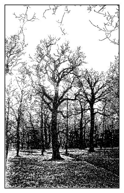  trees