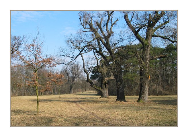  trees