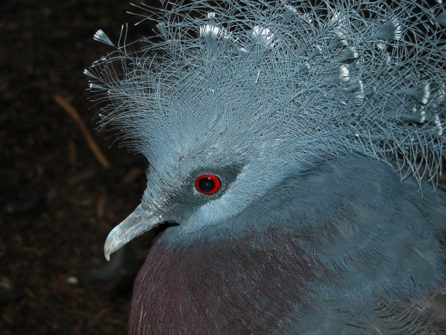  Red eye
