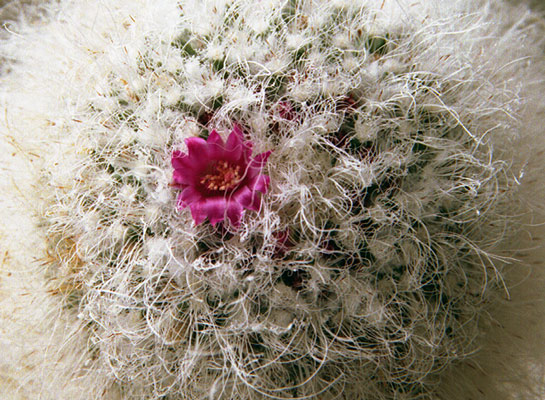      - Mammilaria hahniana