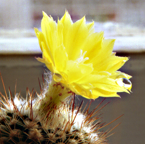      - Parodia leniniana