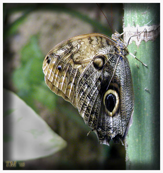  Owl butterfly