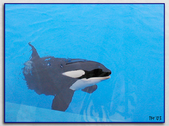  Killer Whale smiling