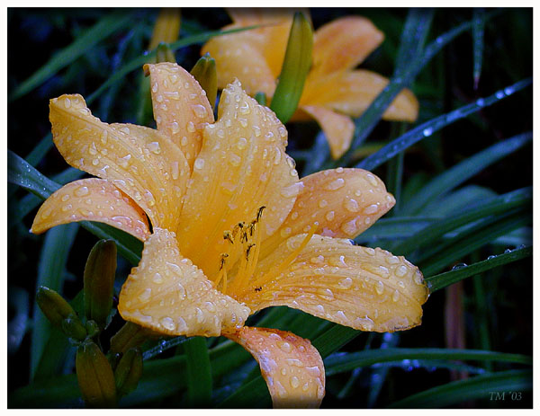  Wet flowers