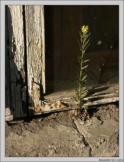   (nr. 12)