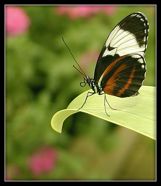  On a leaf