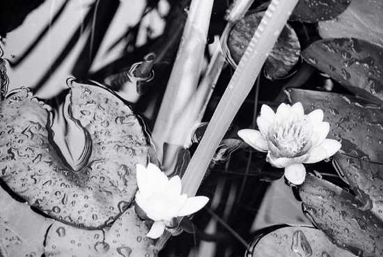  water-lily