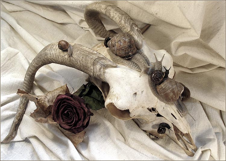      ë Nature Morte.....