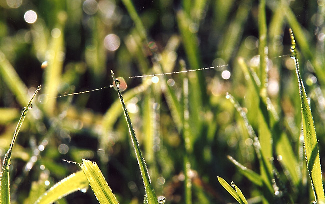  TELEGRASS