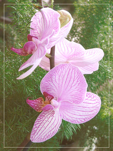  Phalaenopsis . 