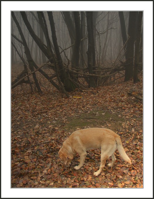  Foggy Doggie