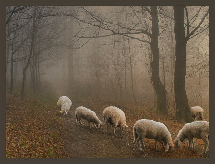  Ghost Sheep