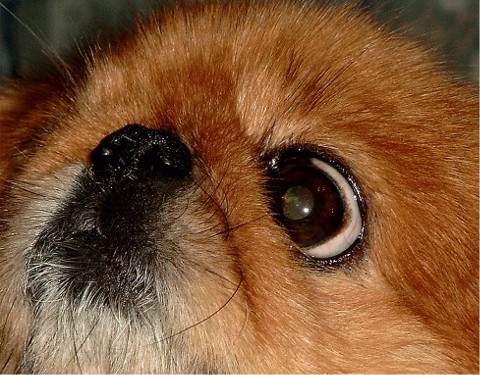  Arnold-8 Jahre Alt...