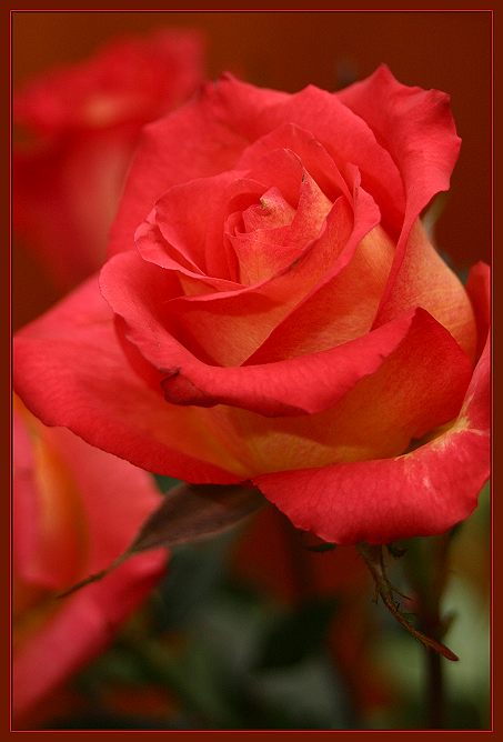  Rose