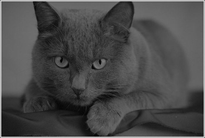  The Devils Eyes