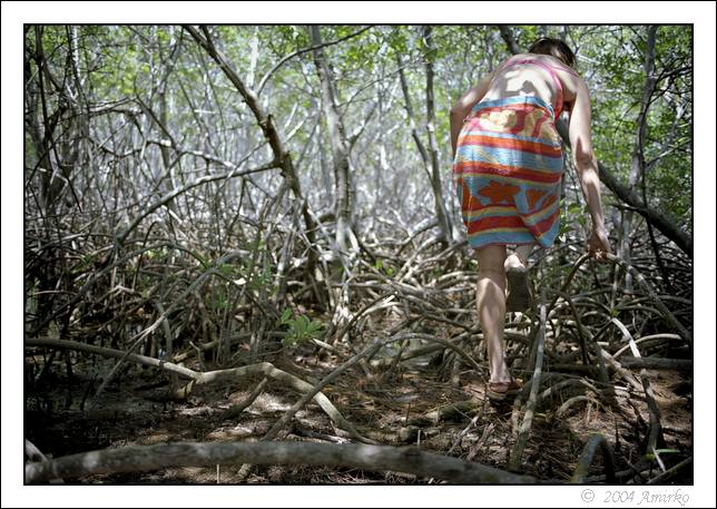  Mangroves