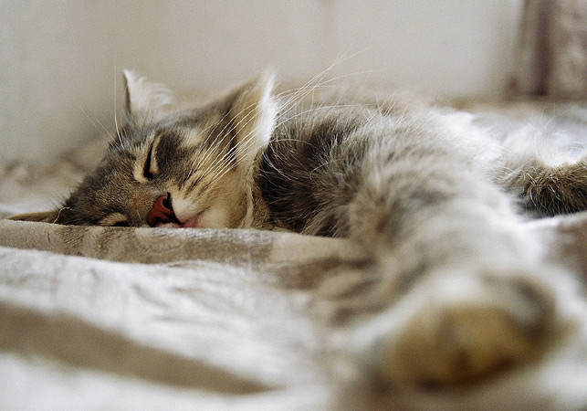  Cat