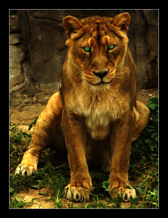  Makeup for lion.