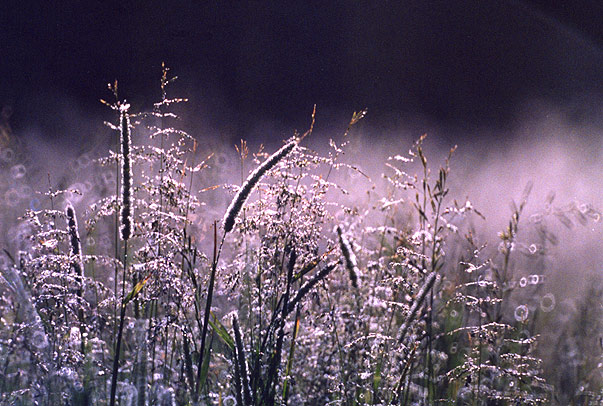  Blue Grass