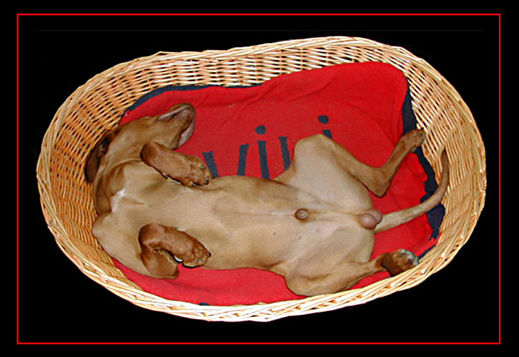  Sleeping willi 