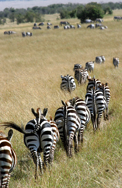  Migration 1