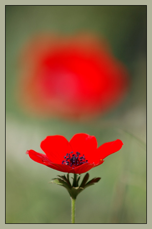  Aroma