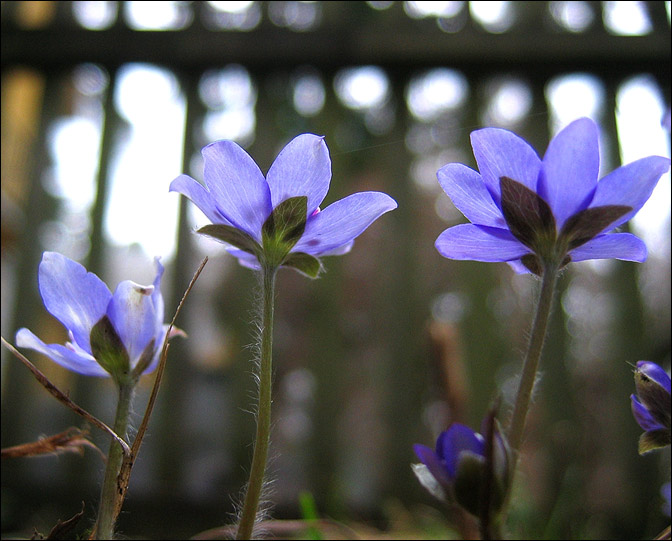  Snowdrops