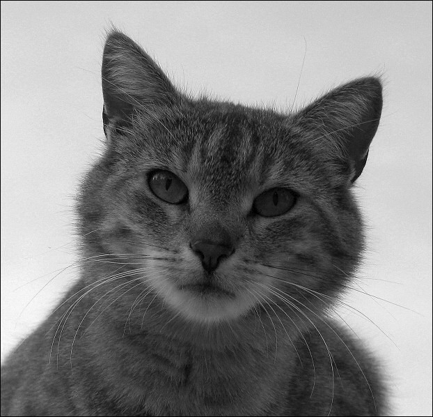  Katze