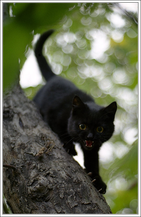  eine kleine Panther
