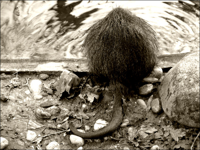  Chronicles of Nutria