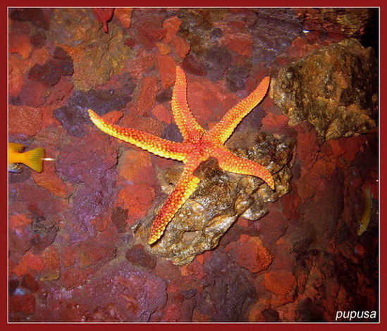  SEA STAR