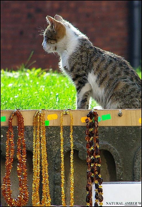  Natural amber....with cat