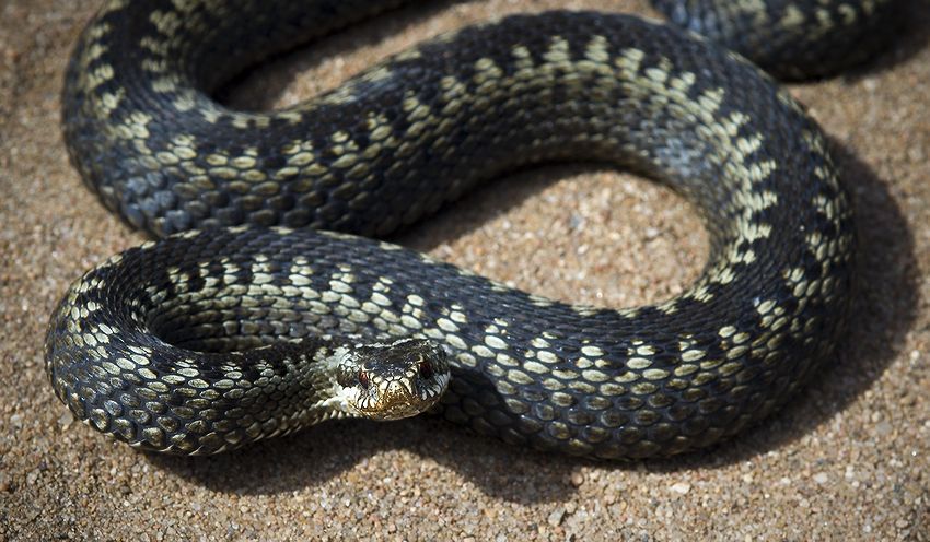  VIPERA