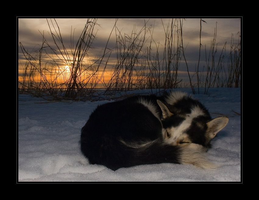  All dogs go to heaven