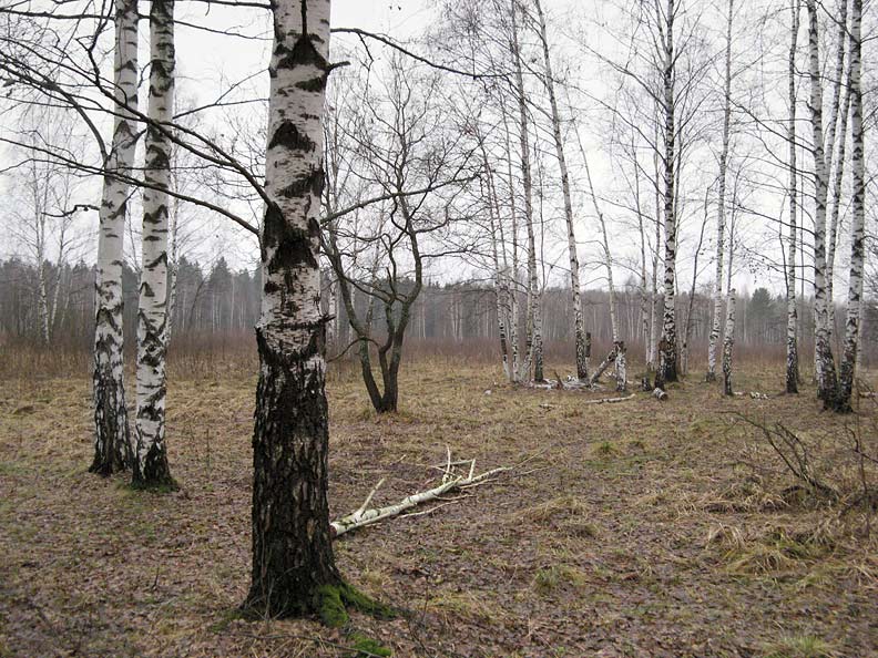     (4)
