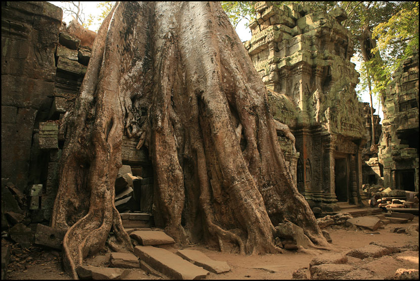  Tree roots steal the show, 2