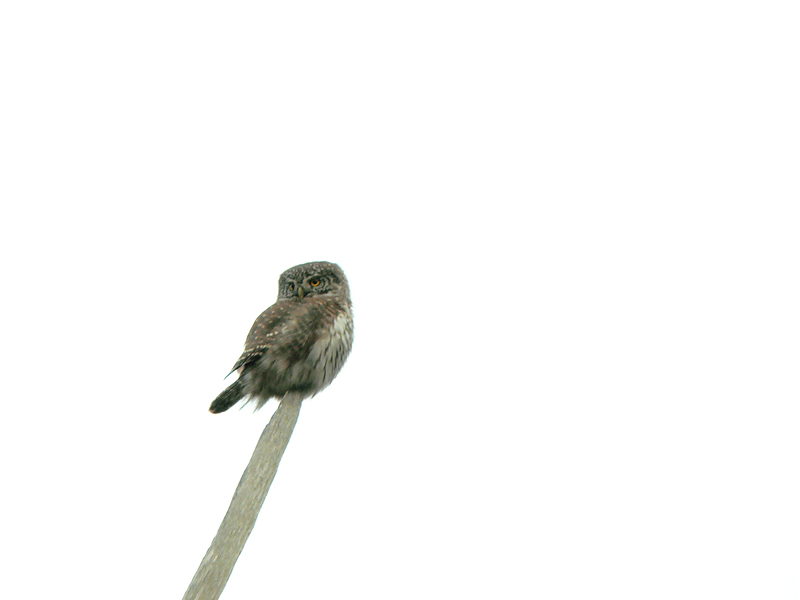      ... :)