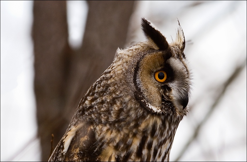  Asio otus