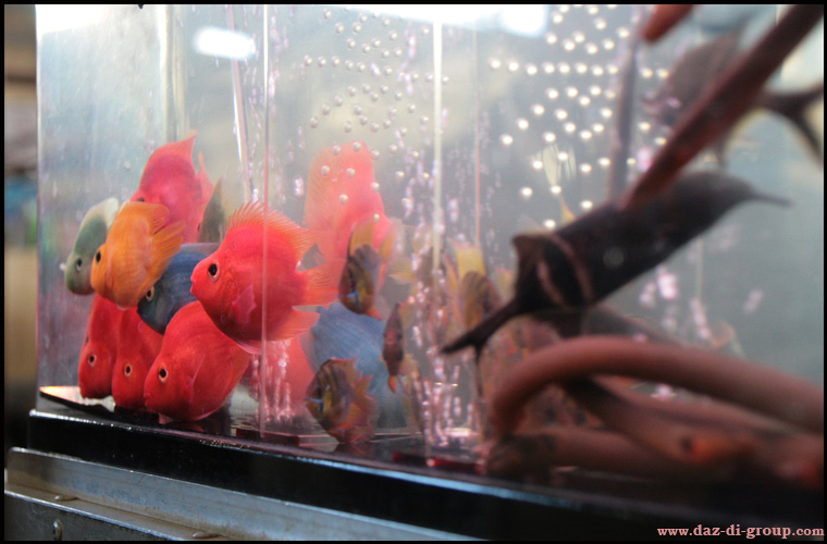  red fish
