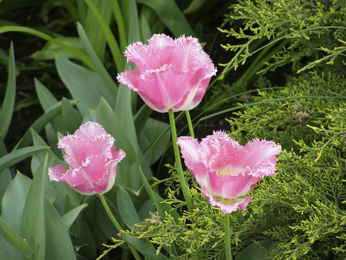  Tulip?