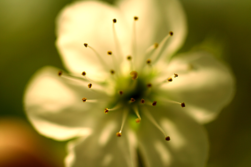  alienplant2