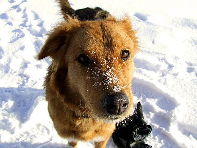  SnowDog