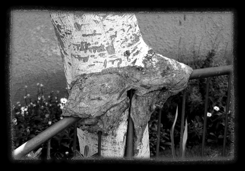  Female Tree