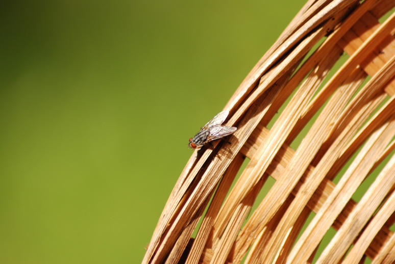  Fly